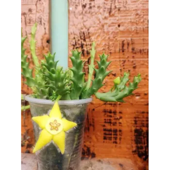Natural Succulent Plant